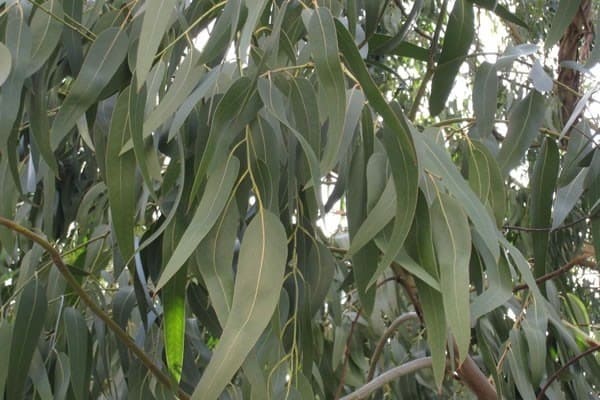 ORPHEA Protezione Casa presenta due nuovi insetticidi naturali a base di estratti di eucalipto