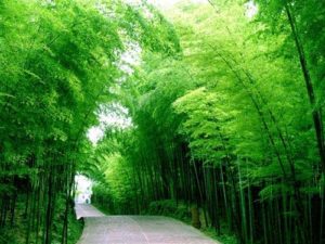 L'Albero verde, la nuova linea ecologica ed ipoallergenica distribuita da Guaber