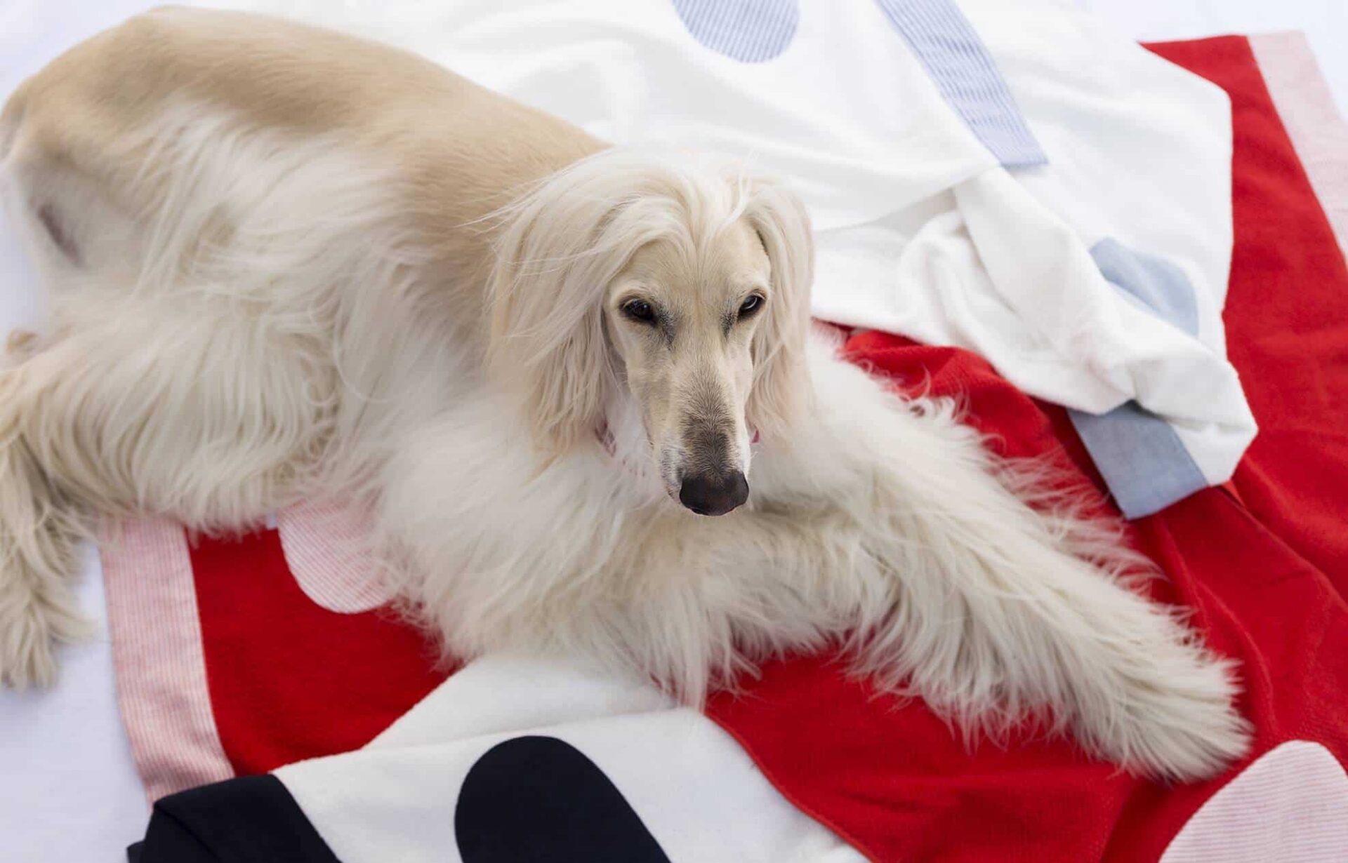 Temellini Milano Dog-à-Porter, la linea di abbigliamento e accessori pensata per il tuo più fedele amico