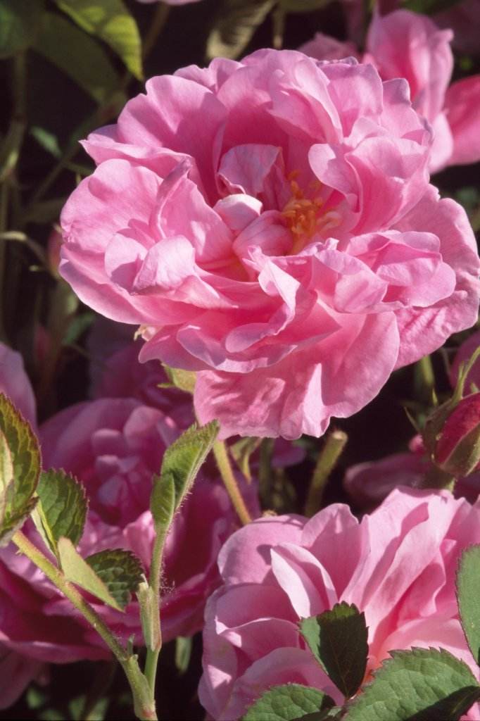 Chanel N°5 e la Rosa di Maggio - Le Shopping News Il Magazine per gli Appassionati di Moda e Tendenze