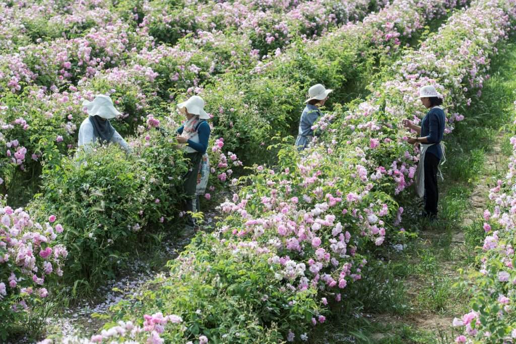 Chanel N°5 e la Rosa di Maggio - Le Shopping News Il Magazine per gli Appassionati di Moda e Tendenze