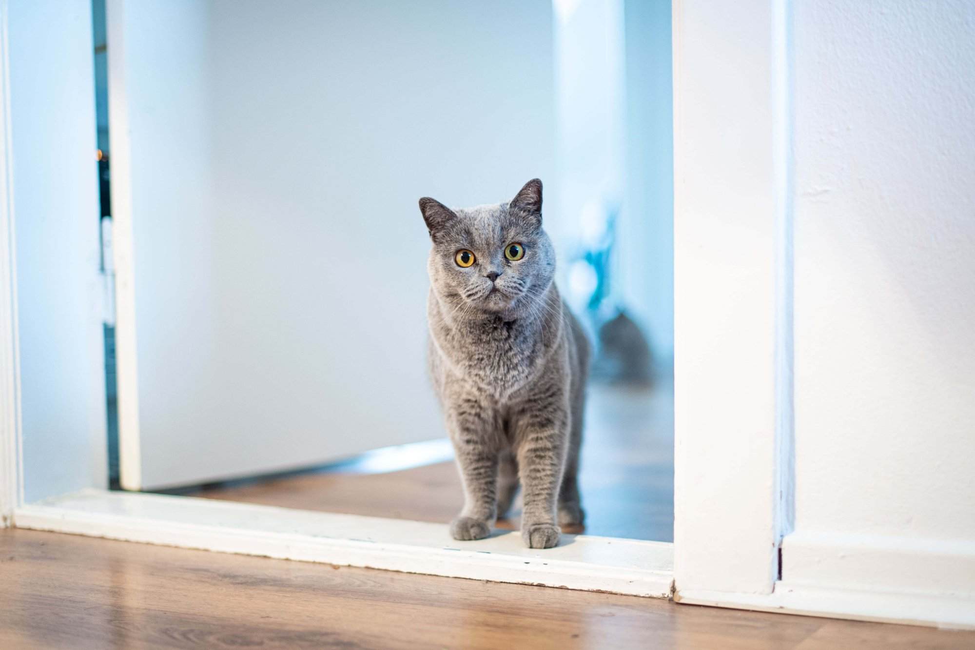 Mantenere la casa pulita se si vive con un gatto: difficile, ma non impossibile - Le Shopping News Il Magazine per gli Appassionati di Moda e Tendenze
