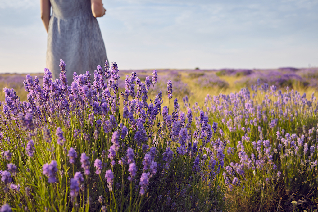 Estate in Provenza - Le Shopping News Il Magazine per gli Appassionati di Moda e Tendenze